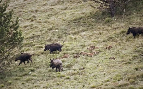 Не оставляйте еду и не кормите с рук: чем грозит встреча с дикими свиньями в Крыму