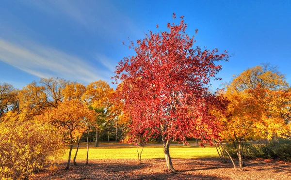 Севастополь оделся в золото