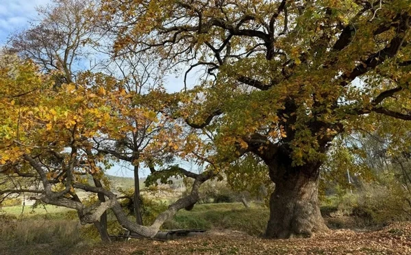 в Севастополе позаботятся о двух древних исполинах