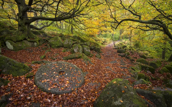 Севастополь оделся в золото