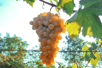 Изображение «Усадьба Перовских»