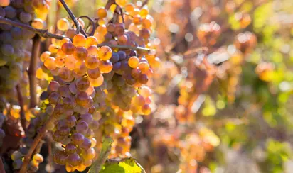 Инкерманский завод марочных вин