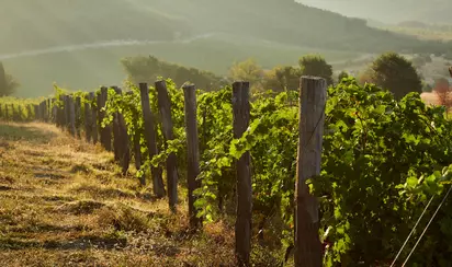 Винодельческое хозяйство UPPA Winery