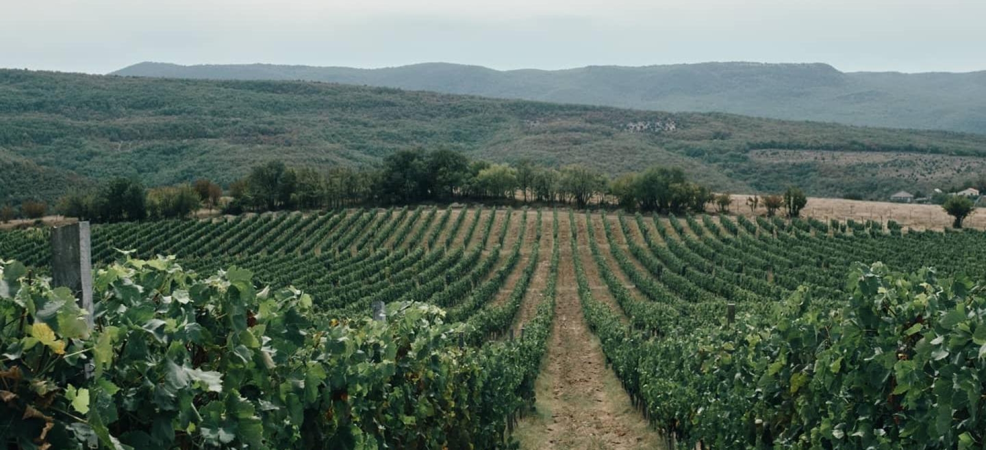 Винодельня Belmas Winery